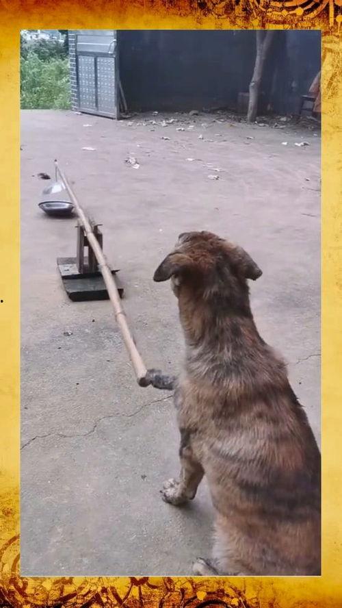 整治娱乐狗子,重塑娱乐圈清风正气